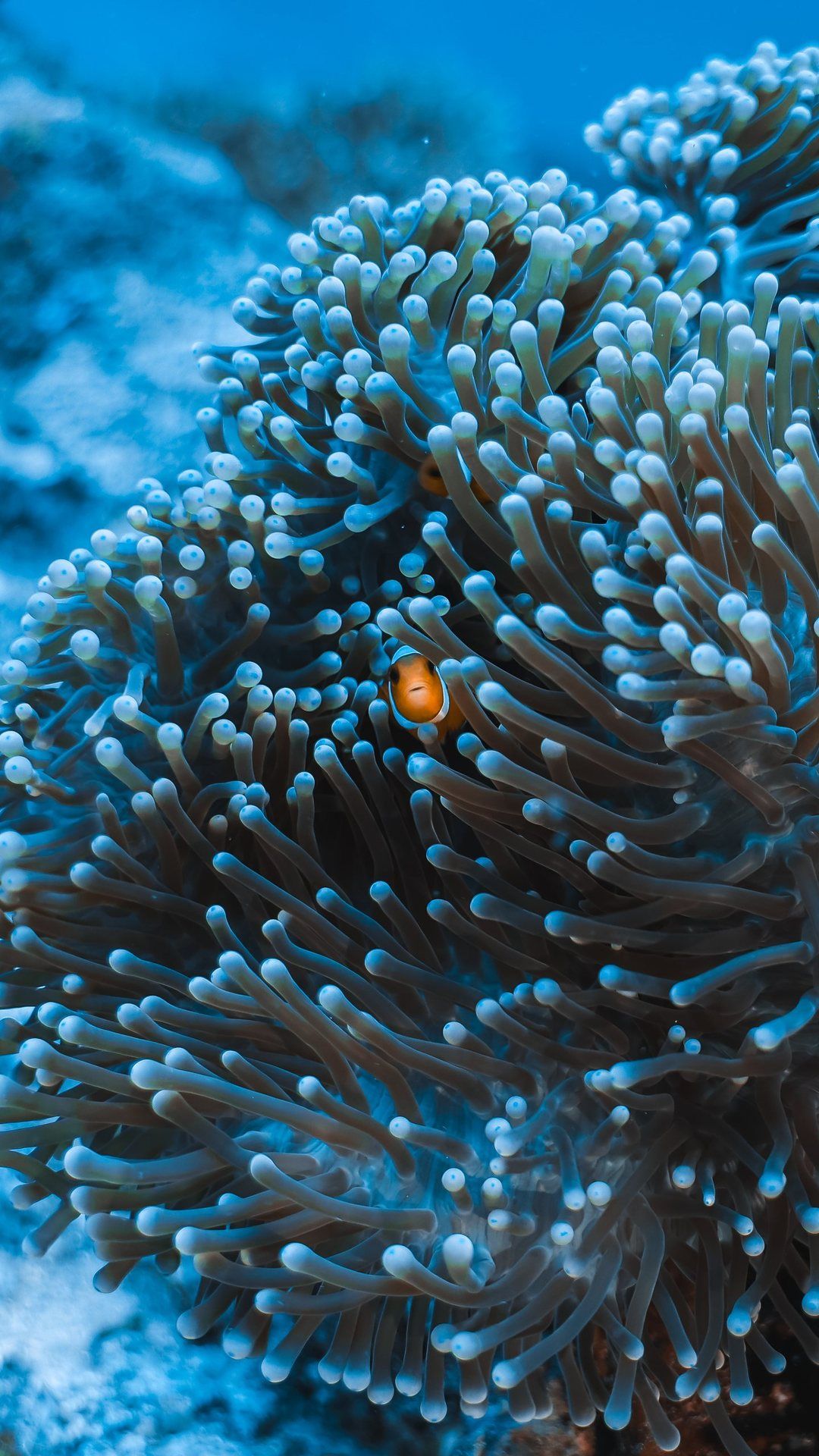 Two anemonefish among the tentacles of their anemone on the reef.