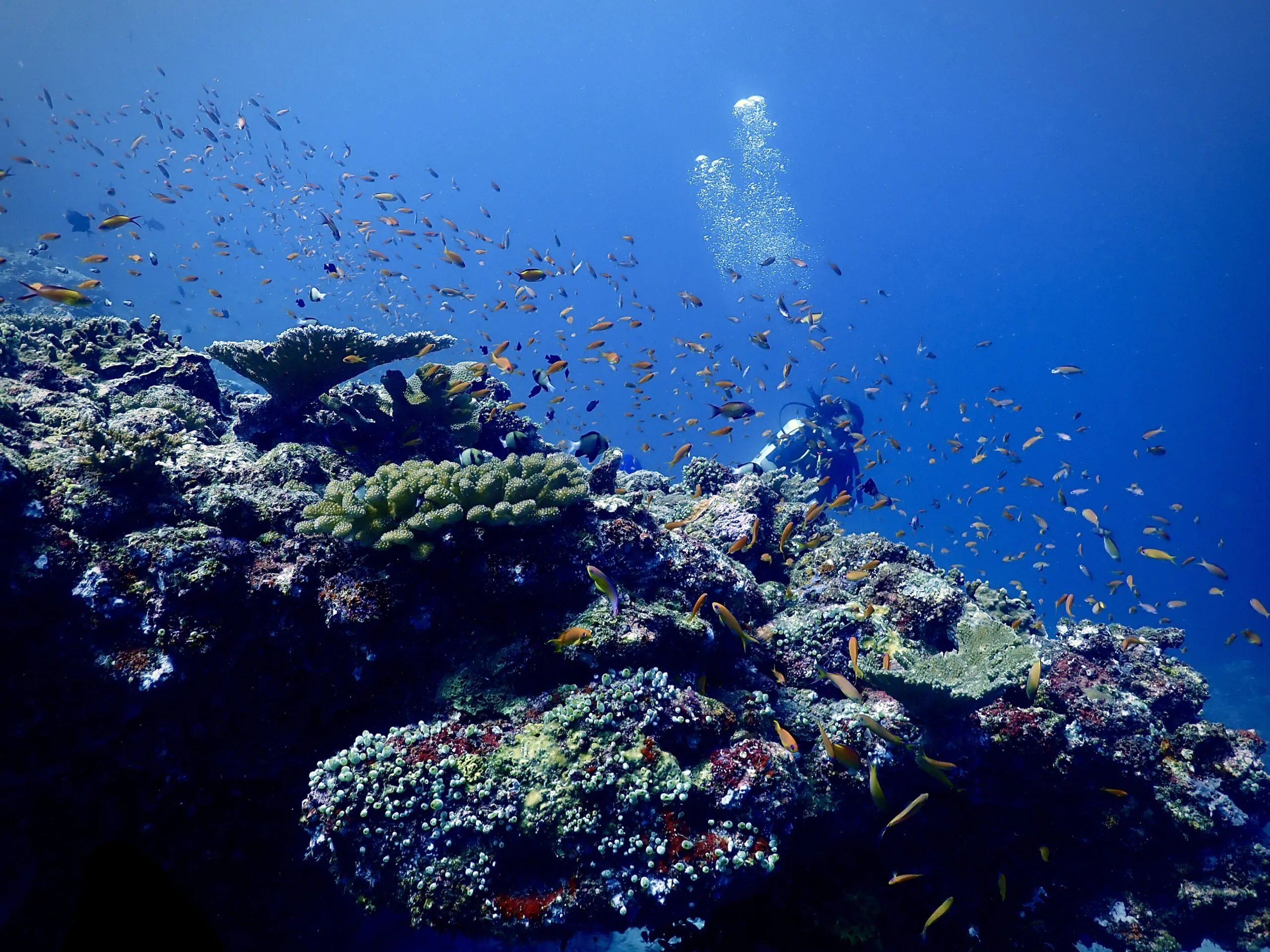 A diver above a coral bommie of table and cauliflower corals, with clouds of anthias in the blue.