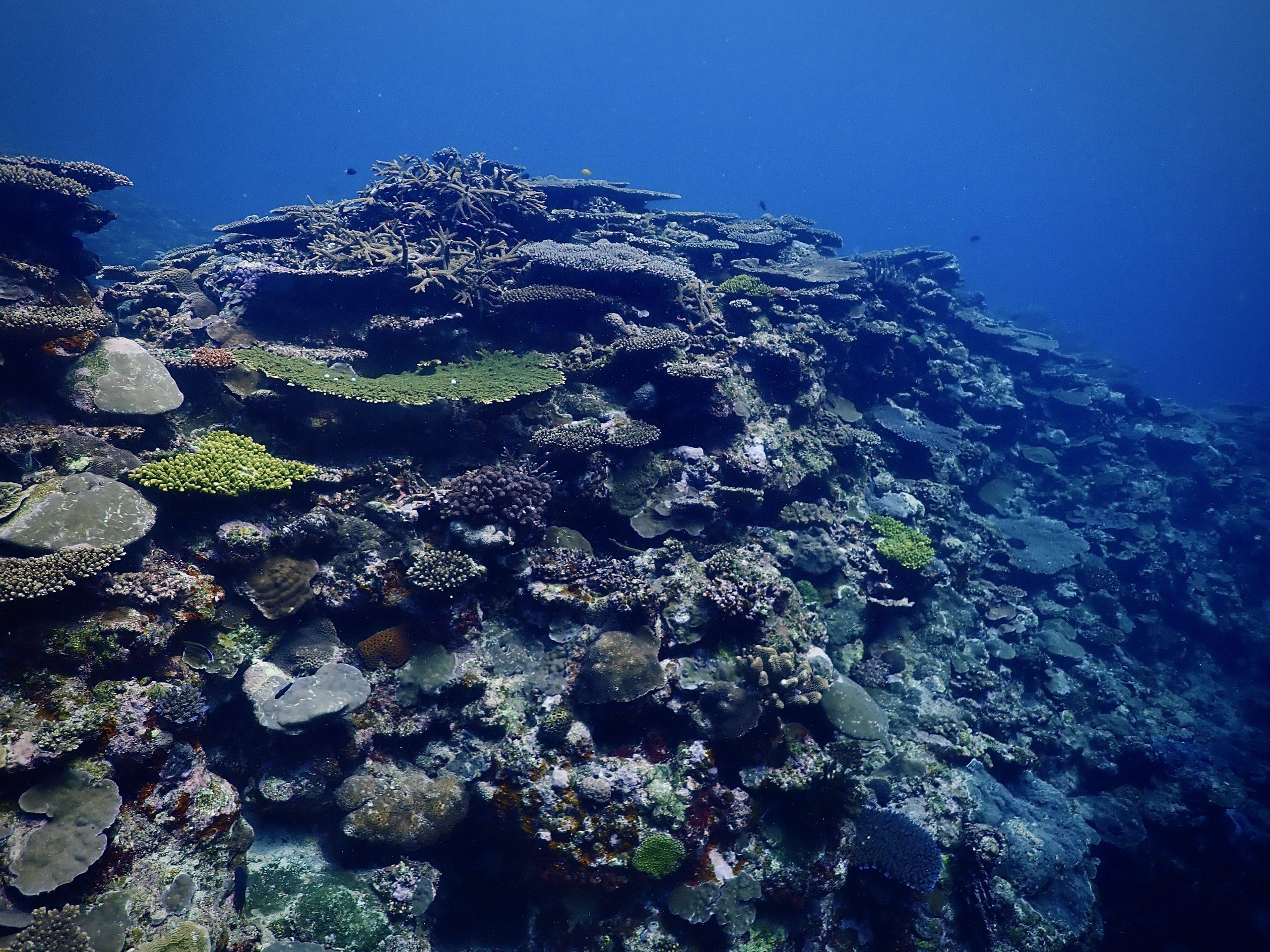 A reef top covered in staghorn and table corals, dropping away into deep blue water.