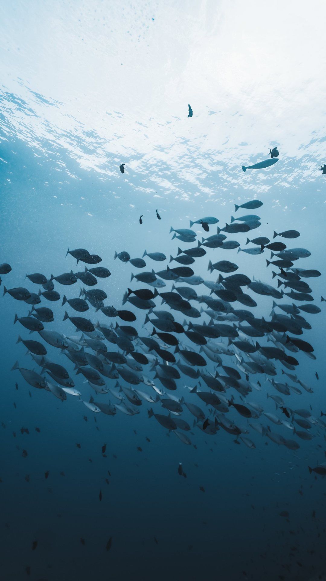 A large school of silver fish turning below the surface in open blue water