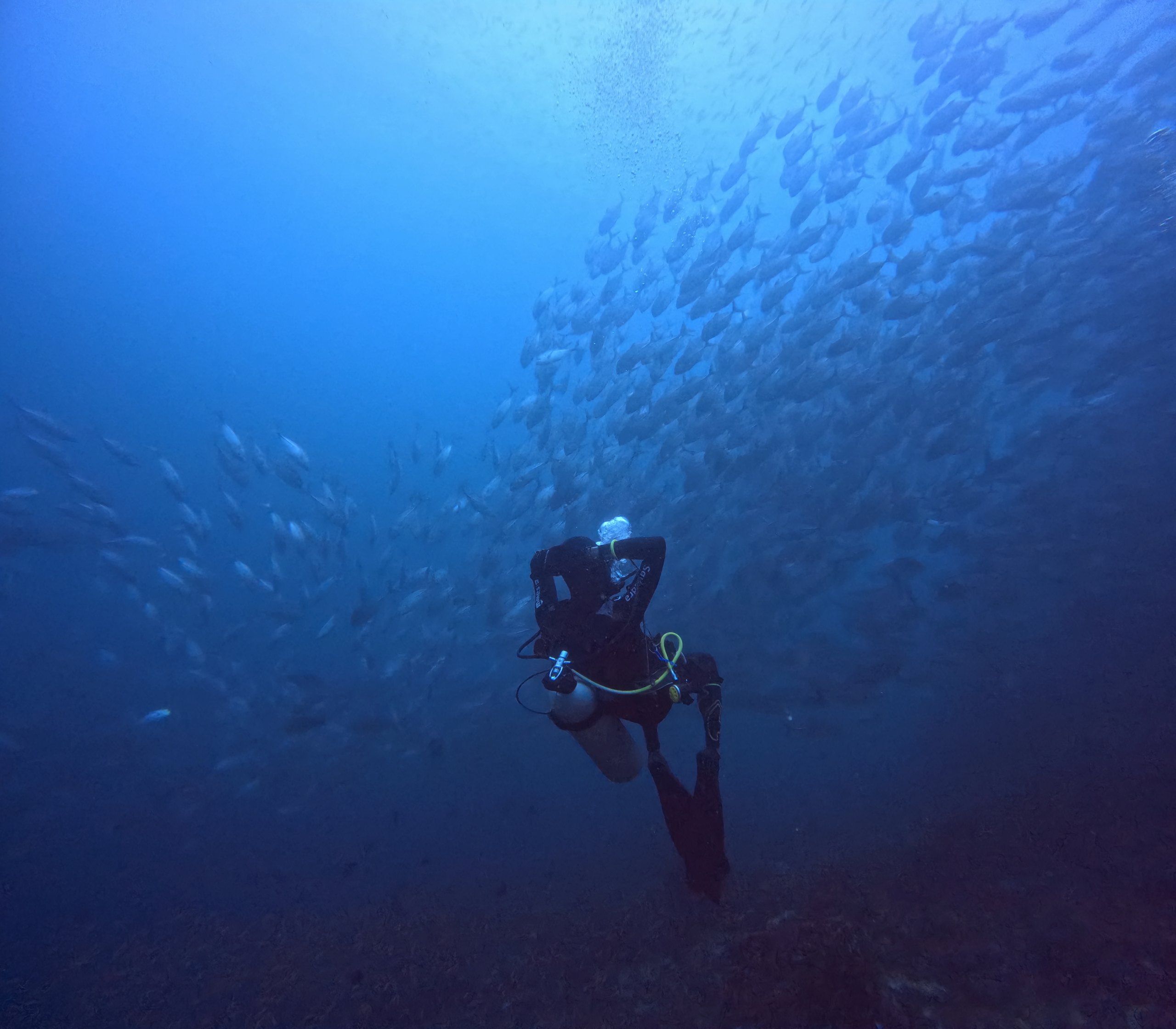 A diver in the middle of a bait ball, surrounded by thousands of small silver fish.