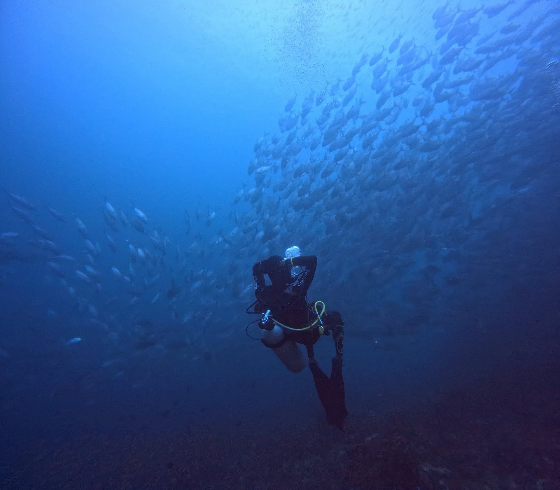 A diver in the middle of a bait ball, surrounded by thousands of small silver fish.