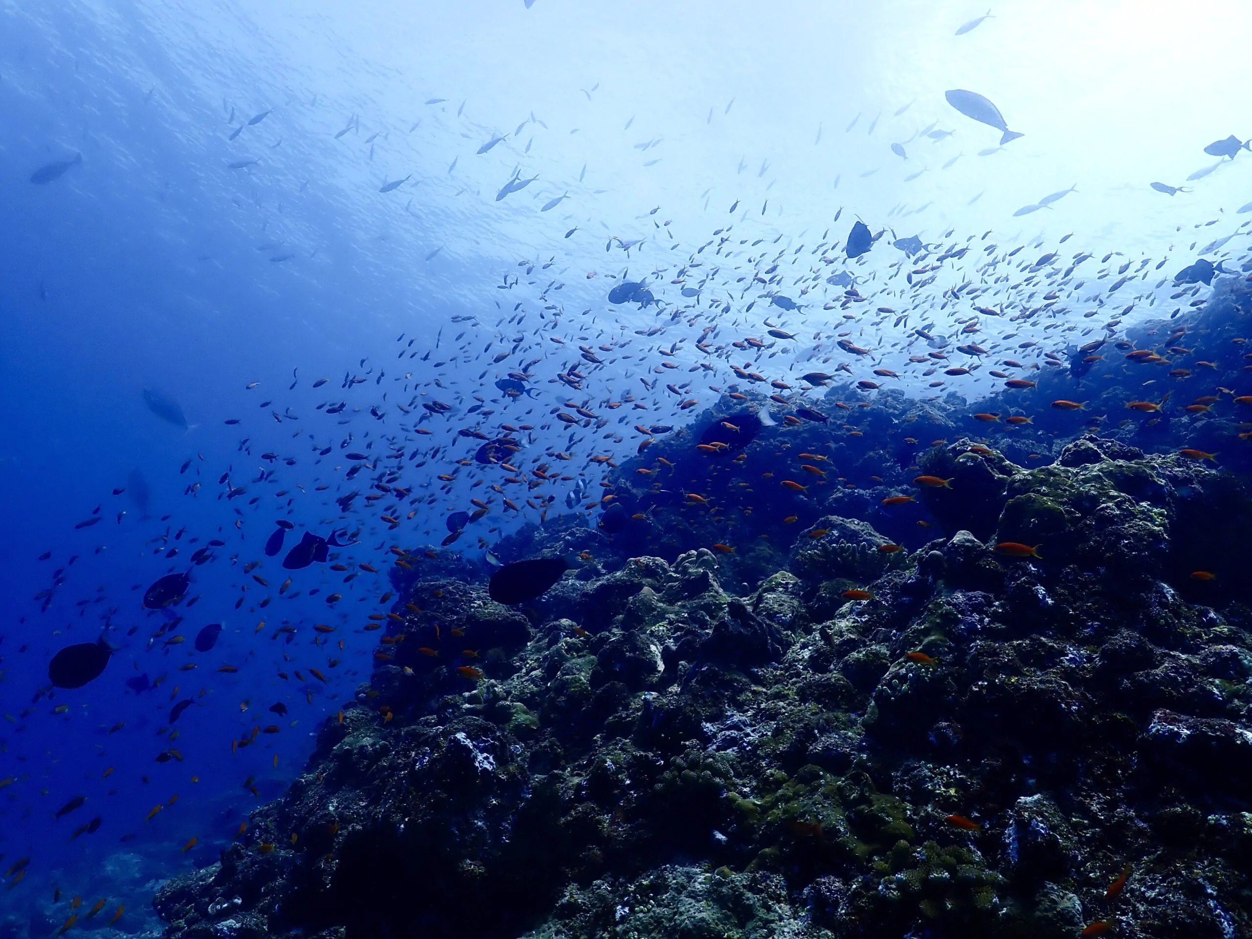 Orange anthias and schooling fish above a reef slope dropping away into blue water.
