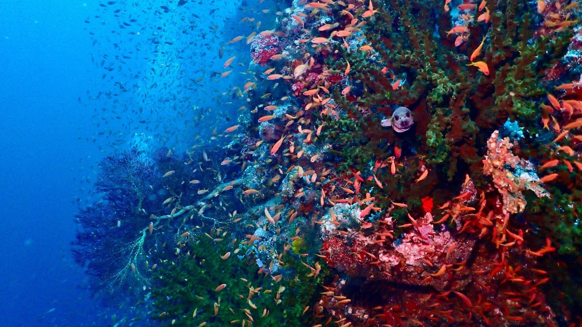 A reef wall packed with red and green soft corals and orange anthias, a pufferfish tucked into the growth.