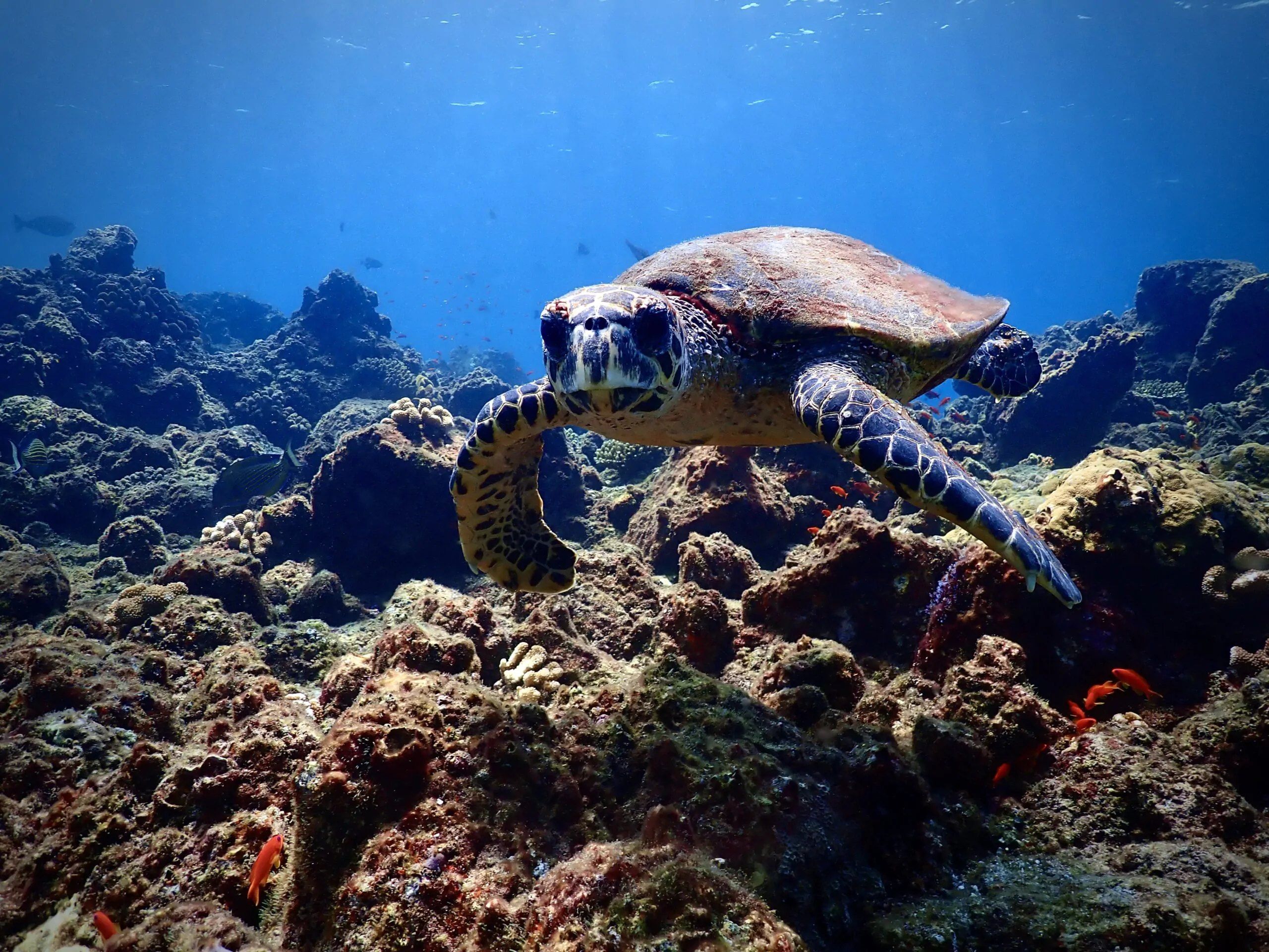 A hawksbill turtle swimming over the reef, with orange anthias among the corals.
